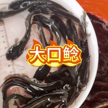 南方大口鲶鱼苗两胡子鲶鱼鱼塘清理小杂鱼能手冷水鲶鱼