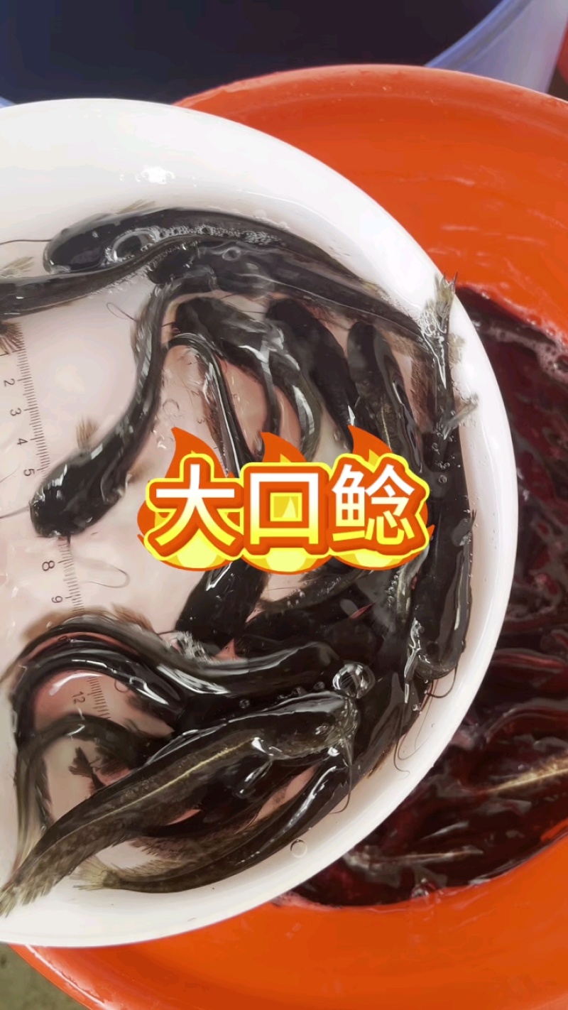 南方大口鲶鱼苗两胡子鲶鱼鱼塘清理小杂鱼能手冷水鲶鱼