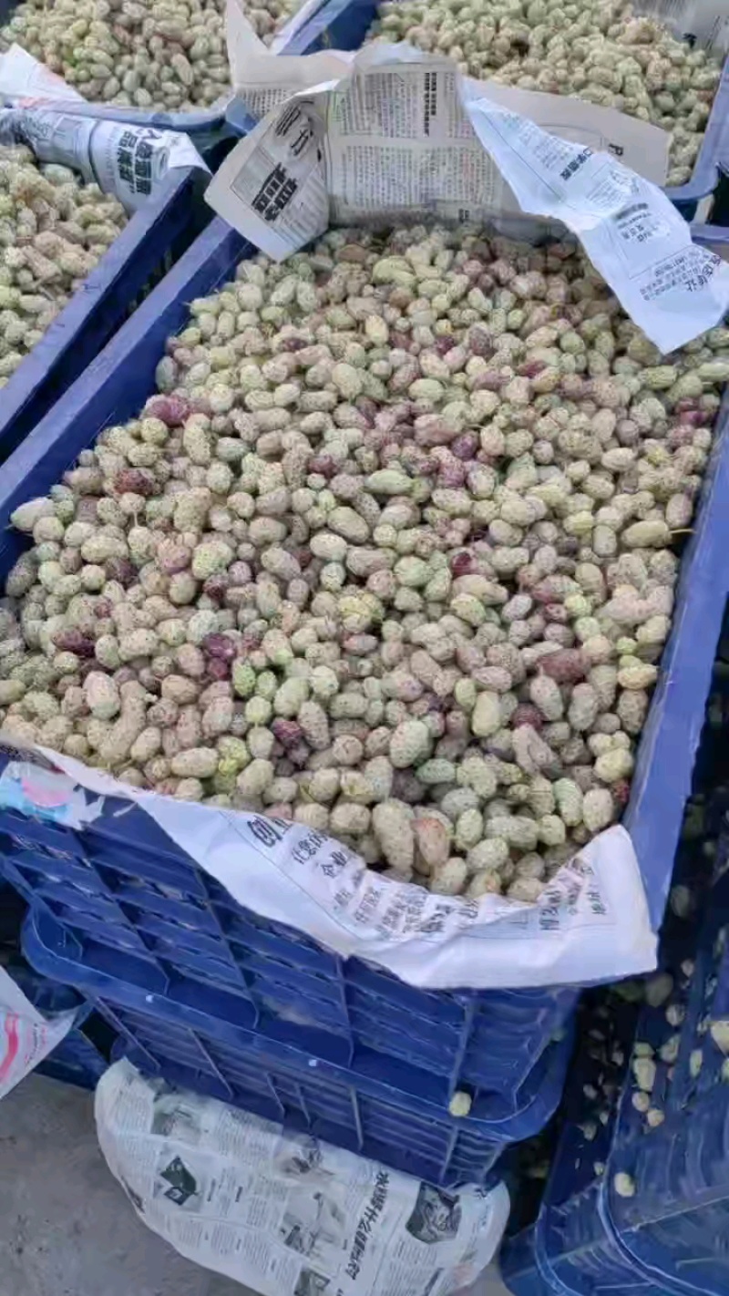 白桑葚，白桑椹，鲜桑葚地直供