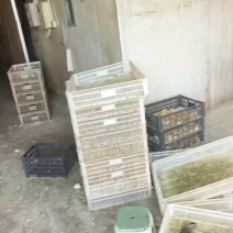 【热销】金锭蛋鸭苗包疫苗包运输成活高产金锭蛋鸭苗厂家直供