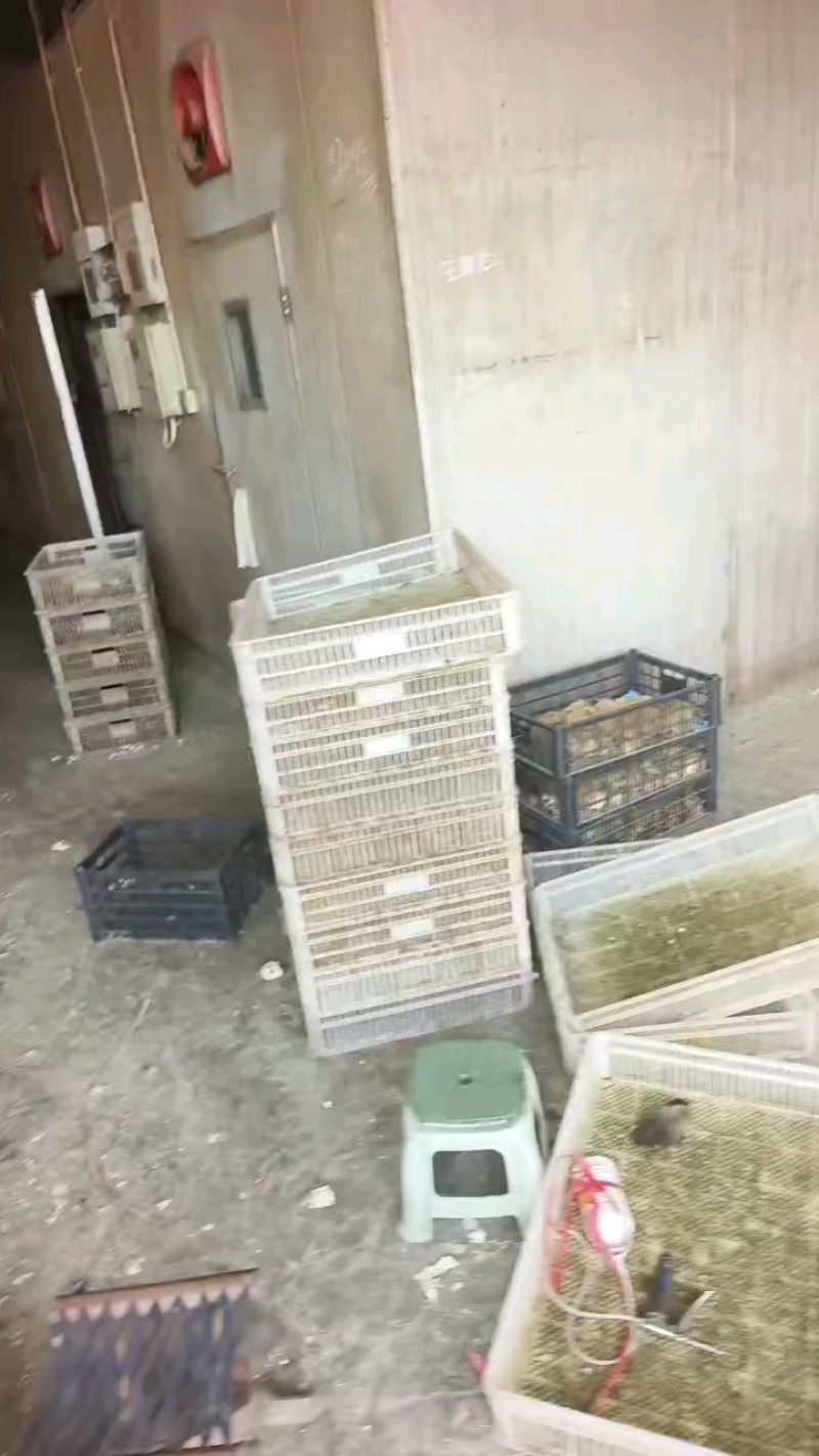 【热销】金锭蛋鸭苗包疫苗包运输成活高产金锭蛋鸭苗厂家直供