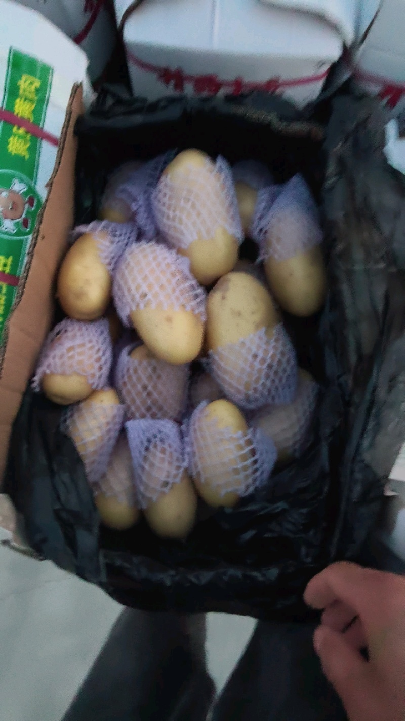滕州大棚土豆上市，V7沃土荷兰，支持各种规，支持任何包装