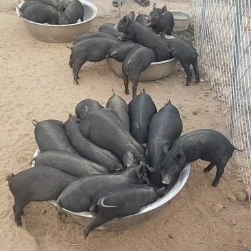 批发北京黑猪小猪