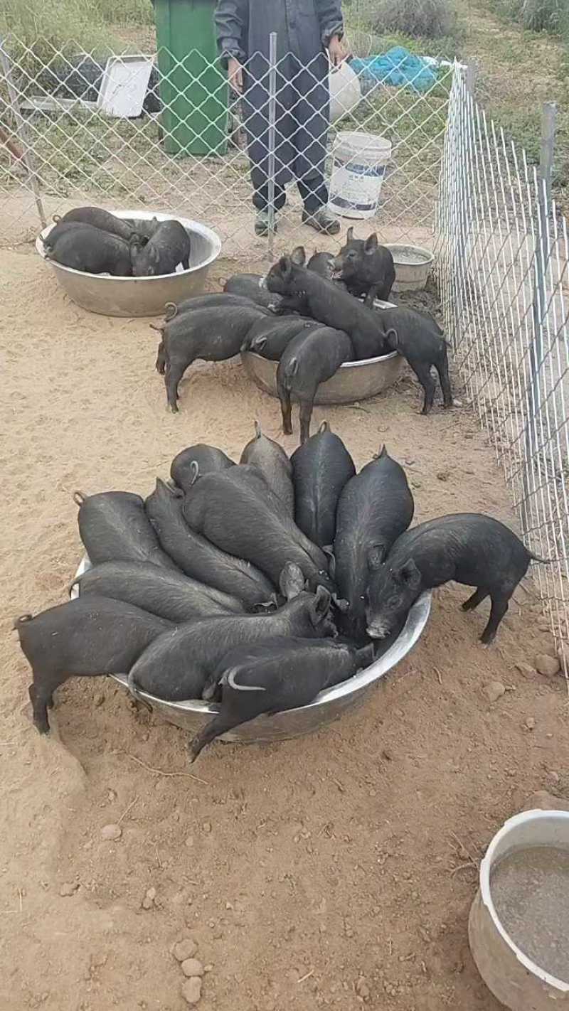 批发北京黑猪小猪