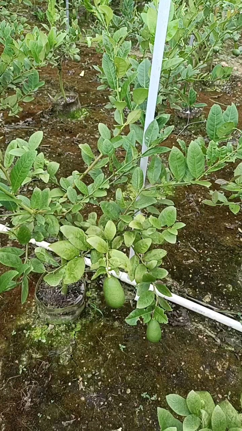 柠檬苗无籽香水柠檬苗广西基地直发保质保量供货规格齐全