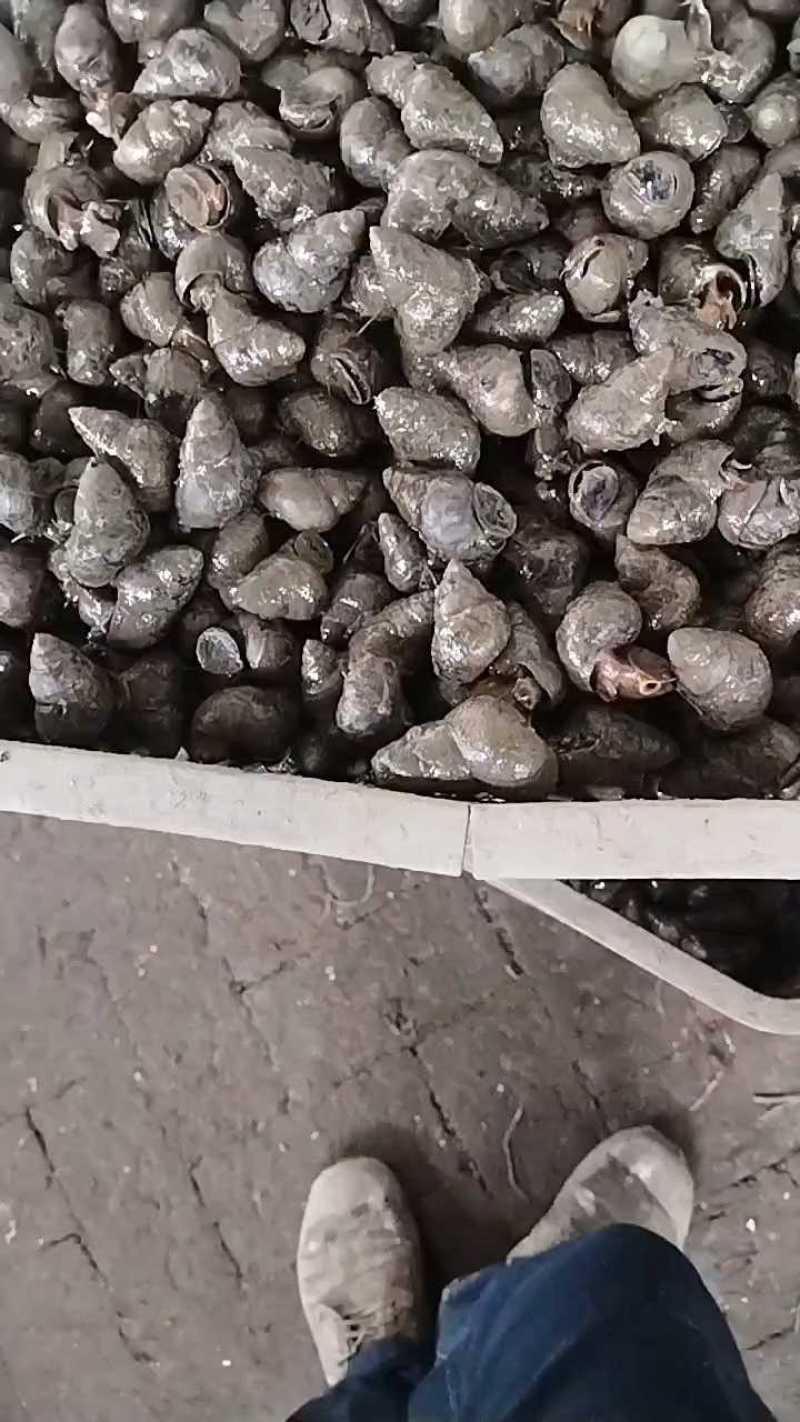 湖北仙桃炮头3块3，一毛钱下单全国发货