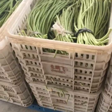 急售东台豇豆/缸豆/豆角/江苏豆角/青条豆角大量供应