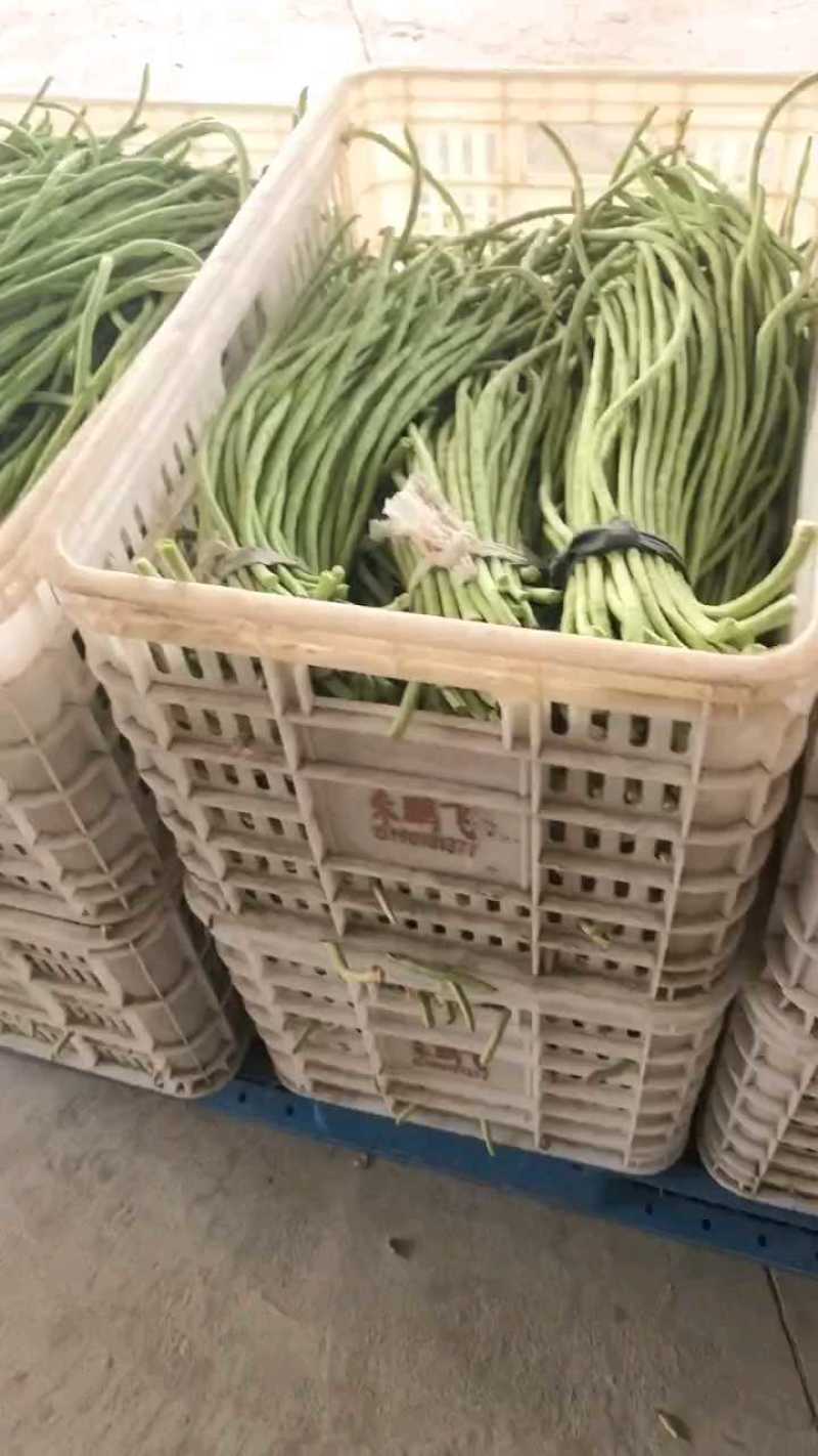 急售东台豇豆/缸豆/豆角/江苏豆角/青条豆角大量供应