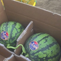 东台精品美都麒麟瓢瓜源头产地直供全国发货