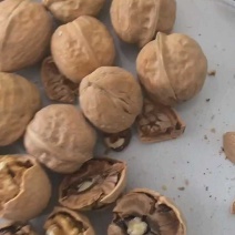 核桃新疆薄皮核桃新疆核桃供应皮薄价格低