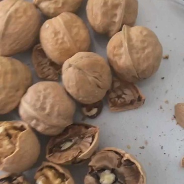核桃新疆薄皮核桃新疆核桃供应皮薄价格低
