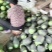小糖丸西瓜安徽无籽手撕西瓜吊瓜早春红玉商超电商供