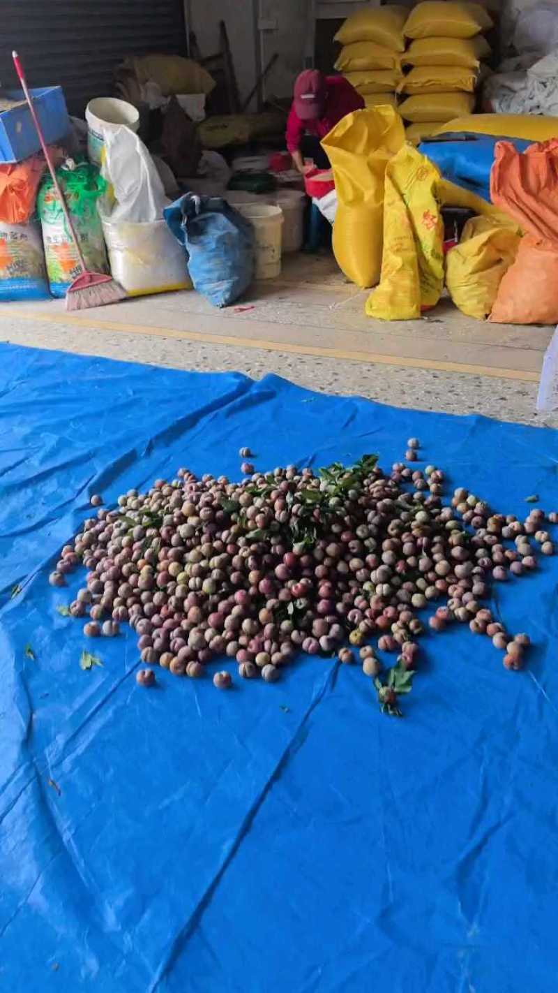 【三华李鲜果】正宗红心三华李当季三华李红心李整箱包邮