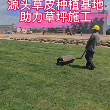 【量大可谈】台湾草草皮多基地直供现铲现发可视频看货