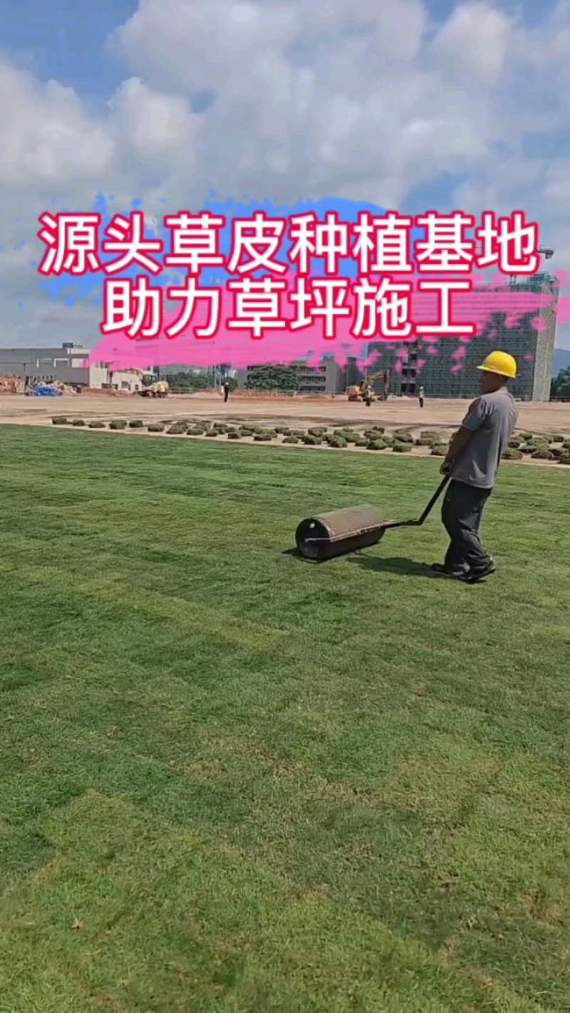 【量大可谈】台湾草草皮多基地直供现铲现发可视频看货