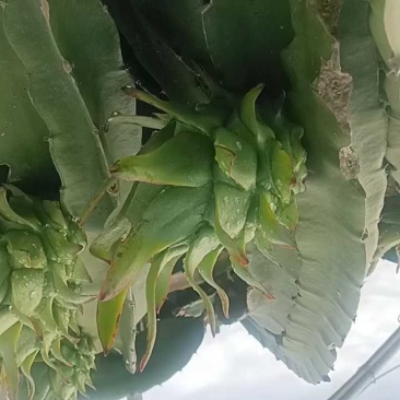 精品果大量供货，可走15米挂车！