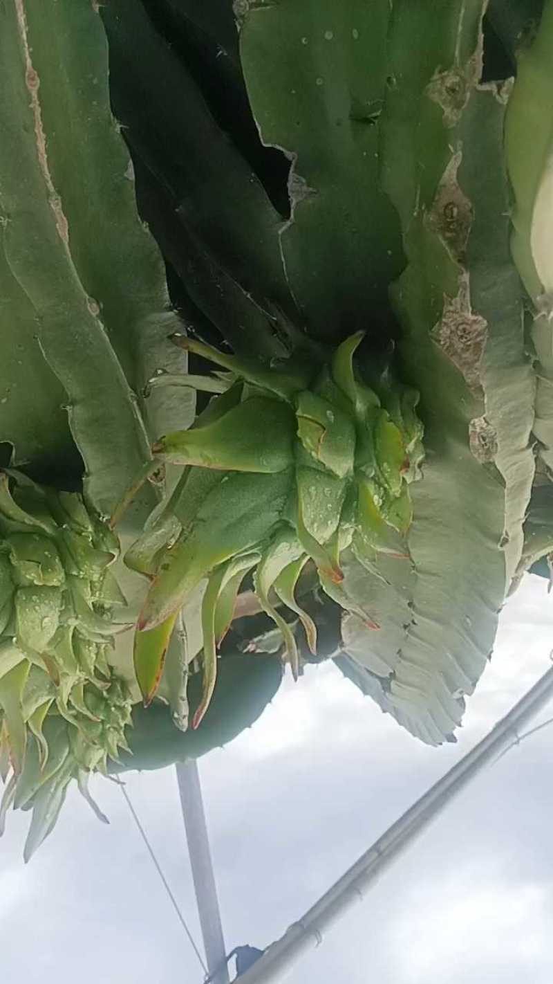 精品果大量供货，可走15米挂车！