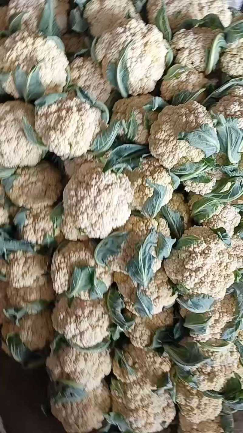 有机花大量有货，价格不高毛毛钱！