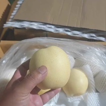 河北产地精品皇冠梨，大量现货，价格非常合适，有需要联系我