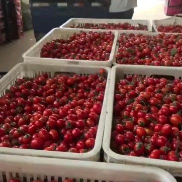 小番茄/圣女果/五彩小番茄/大量有货