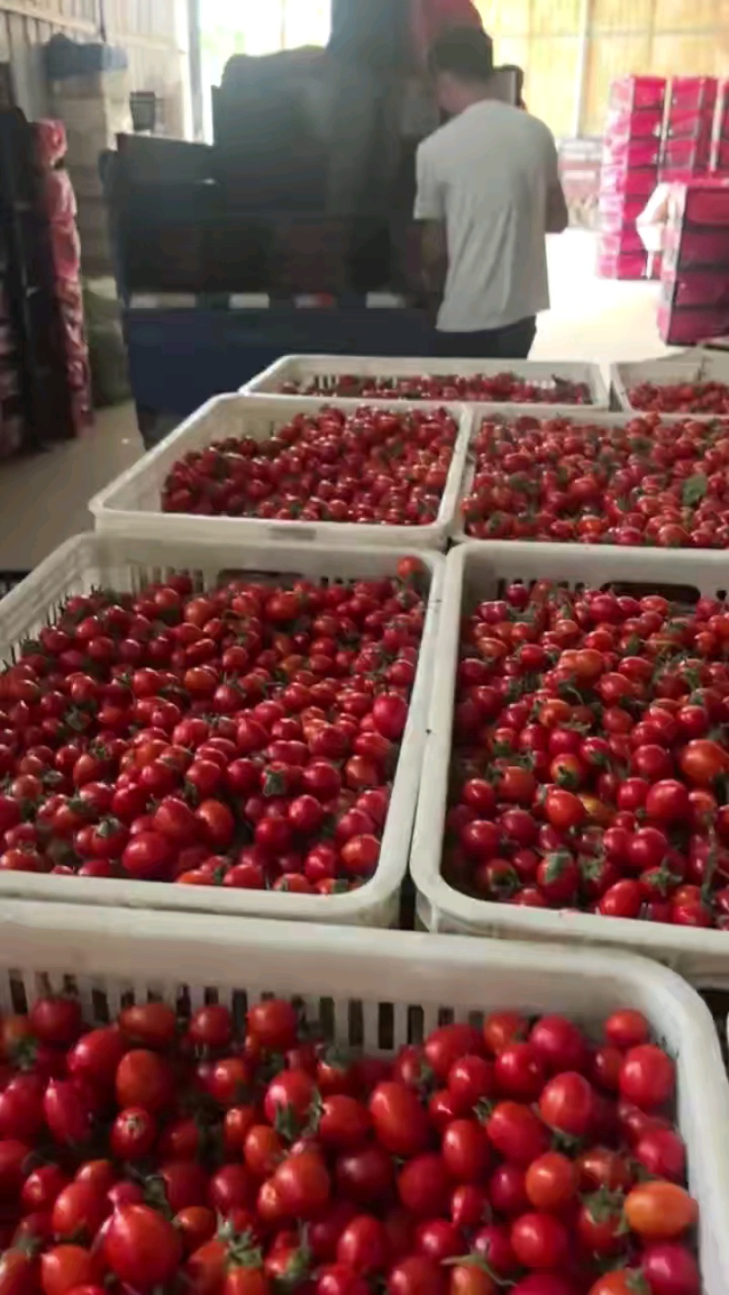 小番茄/圣女果/五彩小番茄/大量有货