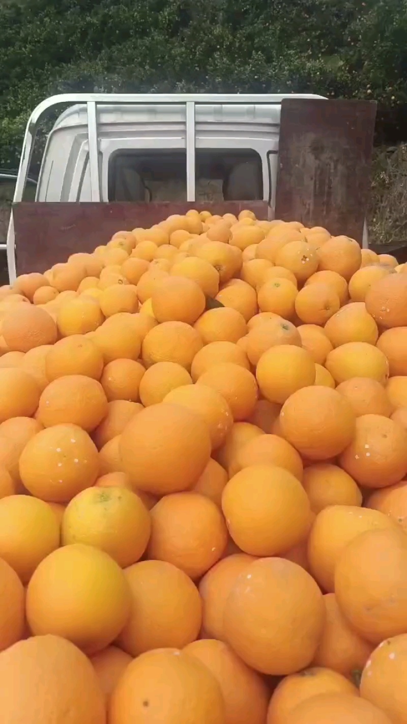 伦晚脐橙