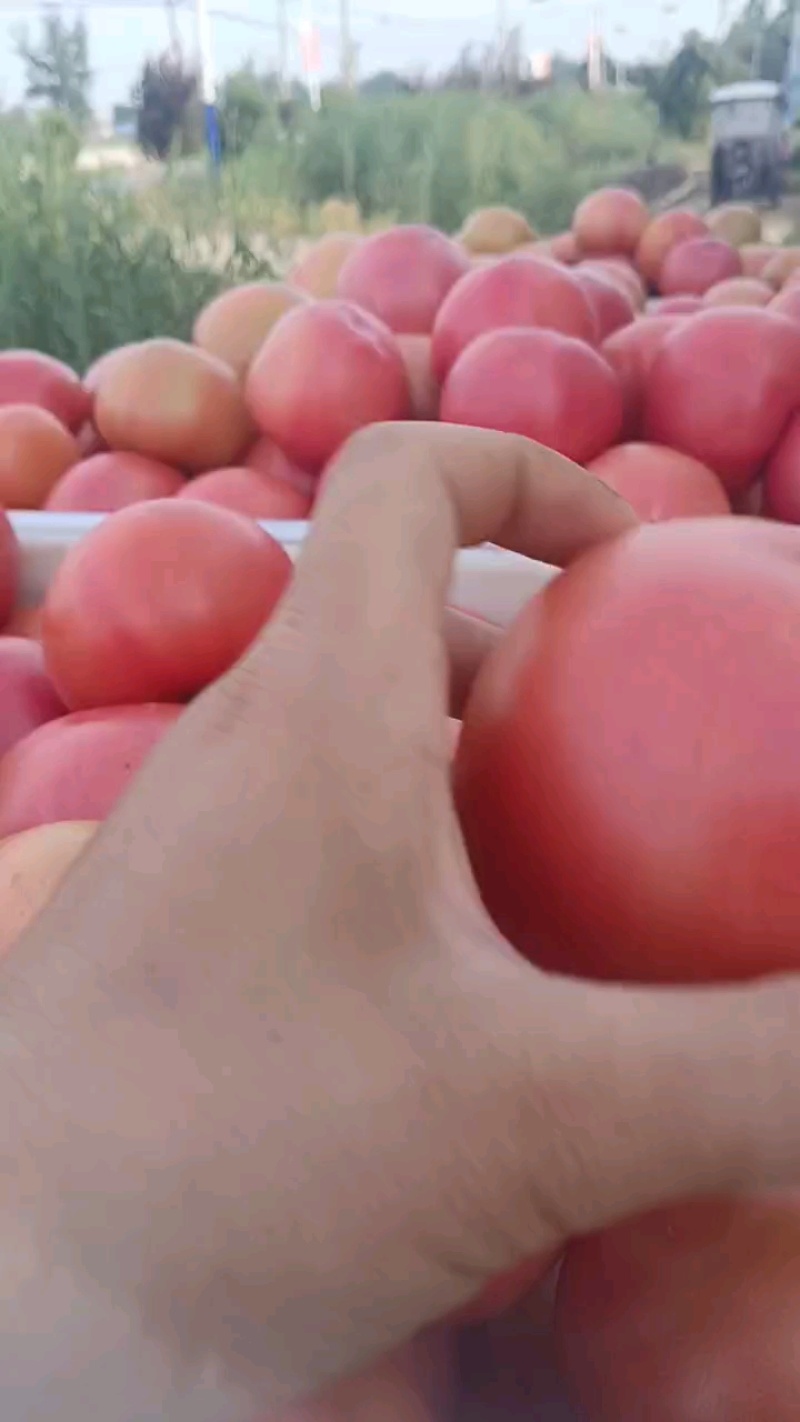 山东西红柿