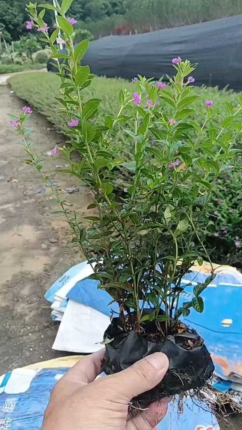 漳州满天星/福建满天星/场地自售/大量供应袋苗