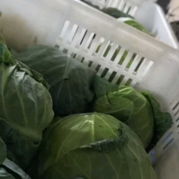 甘蓝，大量供应自家基地甘蓝包菜！货源充足品质保证价格优惠