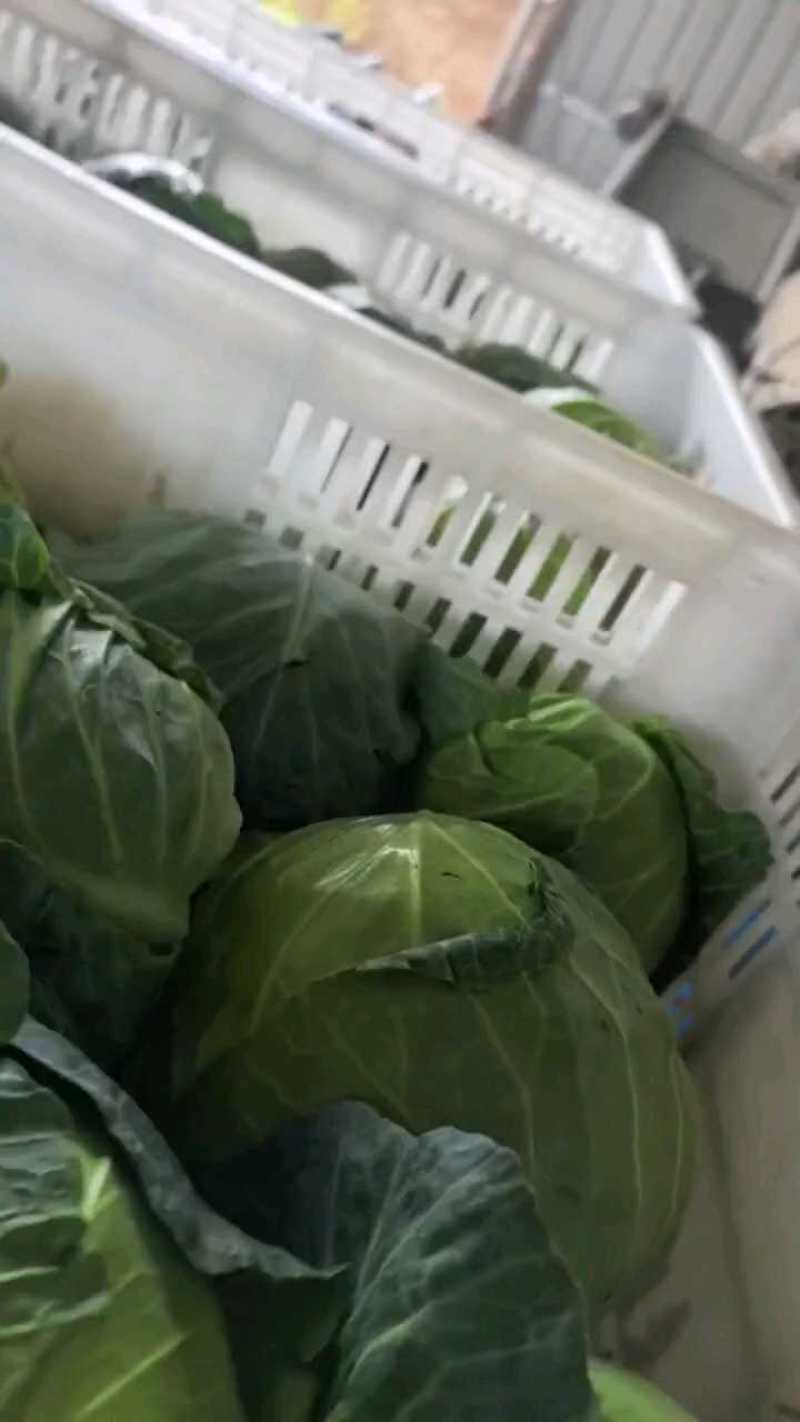 甘蓝，大量供应自家基地甘蓝包菜！货源充足品质保证价格优惠