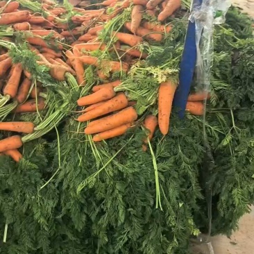 胡萝卜水洗精品土胡萝卜，小条萝卜基地直供批发零售规格齐全