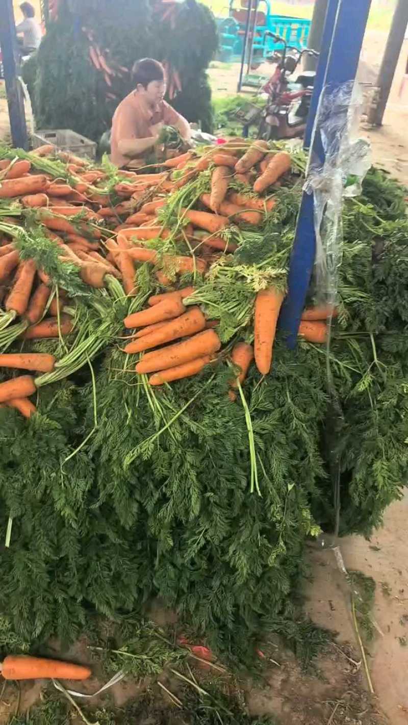 胡萝卜水洗精品土胡萝卜，小条萝卜基地直供批发零售规格齐全