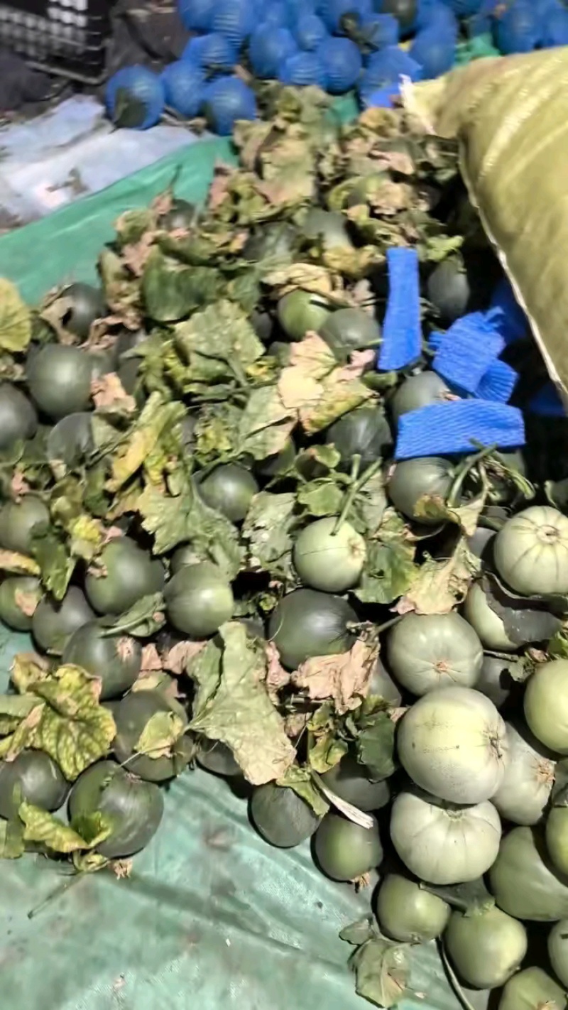 推荐山东绿宝甜瓜供应商超一手货源量大从优品质佳