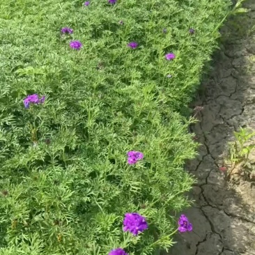 观花植物美女樱120杯，基地有量，欢迎来一亩田订购。