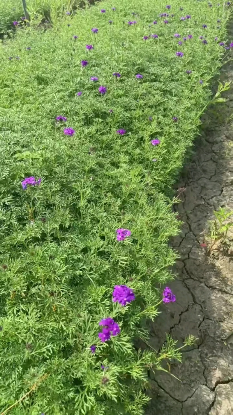 观花植物美女樱120杯，基地有量，欢迎来一亩田订购。