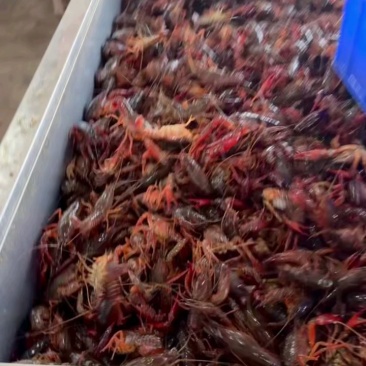 【荐】深水小龙虾洪湖产地发货价格优惠餐饮店饭店酒店供应