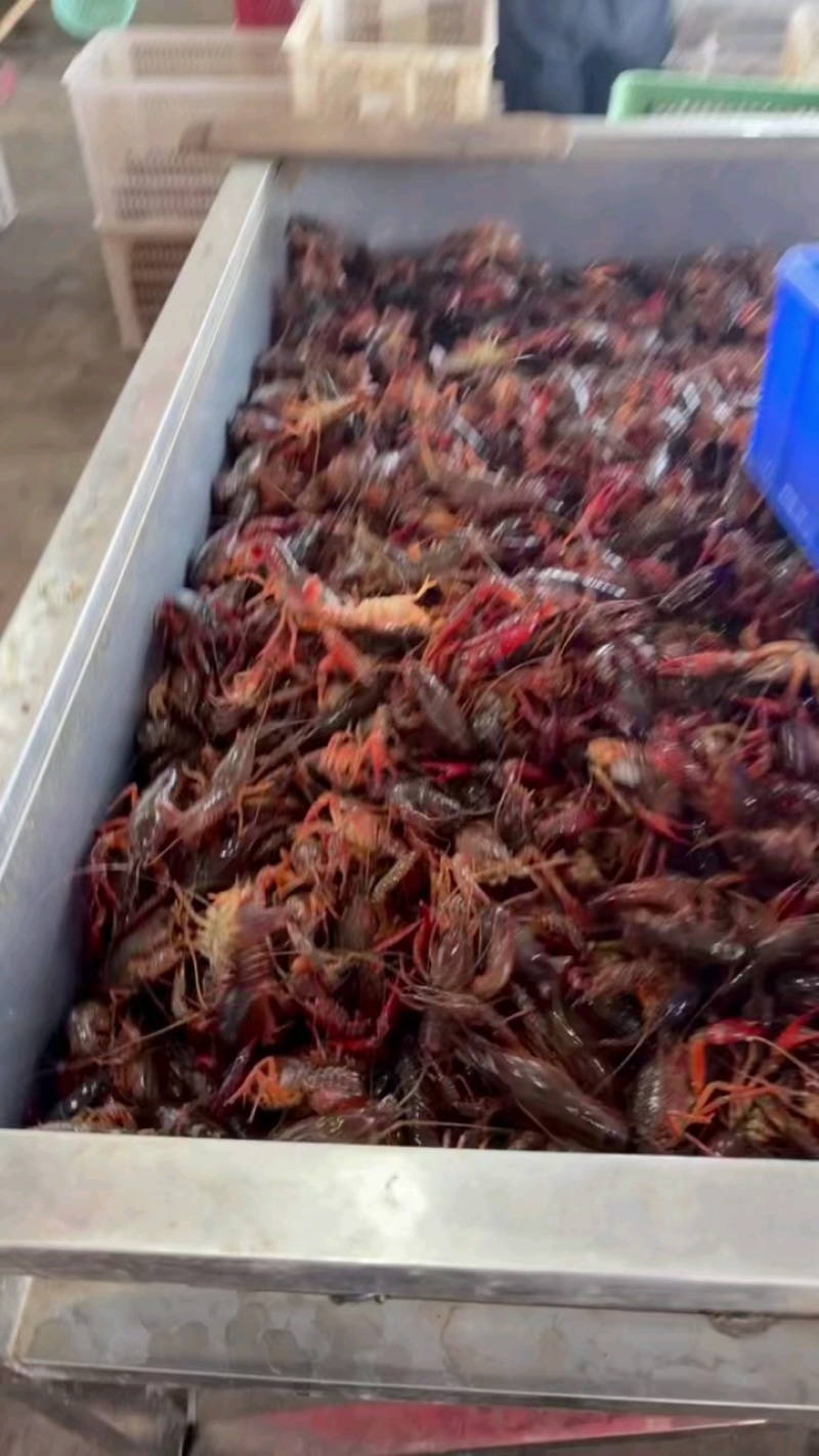 【荐】深水小龙虾洪湖产地发货价格优惠餐饮店饭店酒店供应