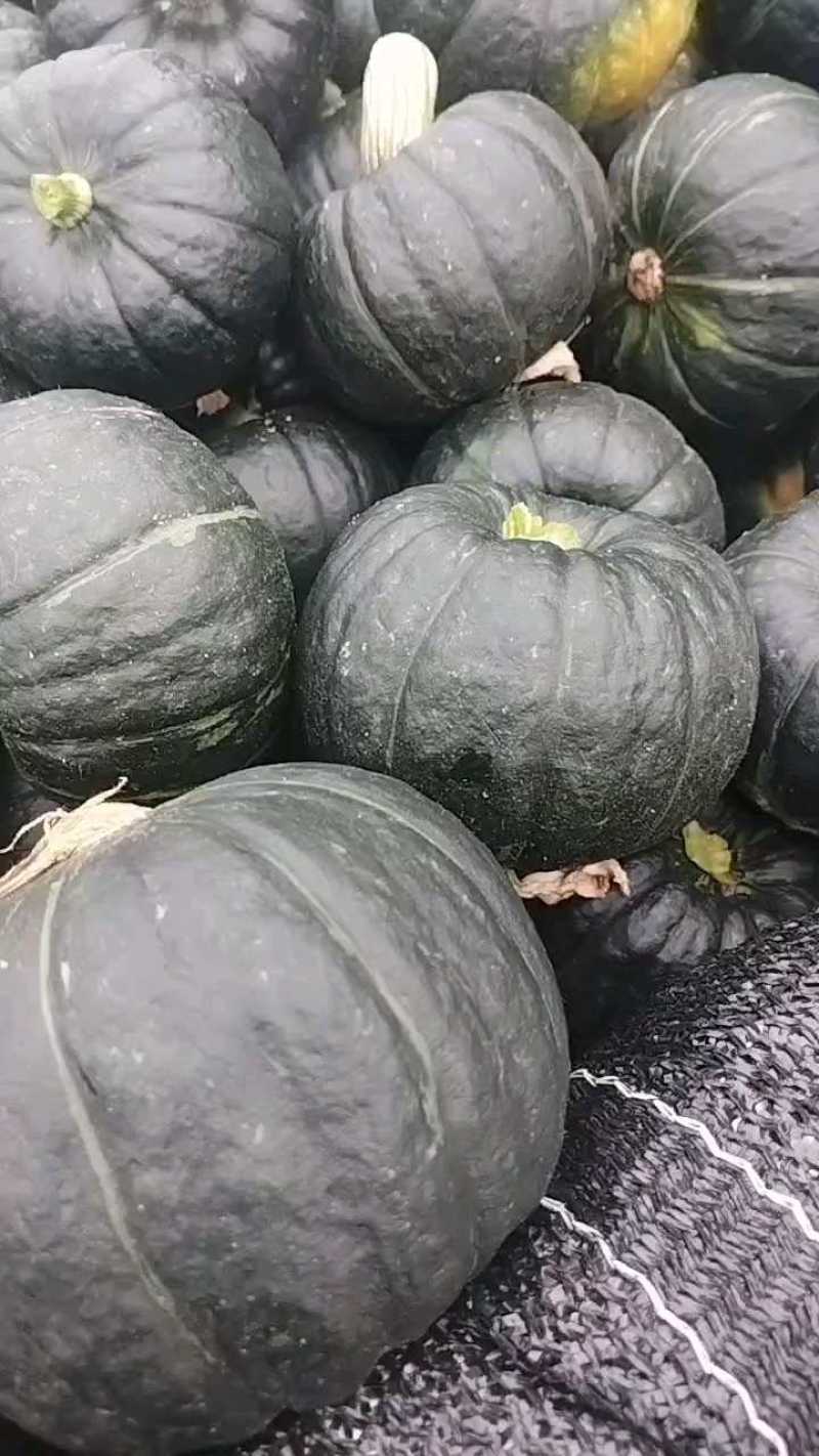 广西贝贝南瓜