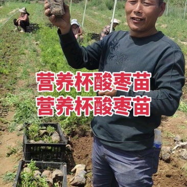 酸枣苗，营养杯酸枣苗，双仁酸枣苗