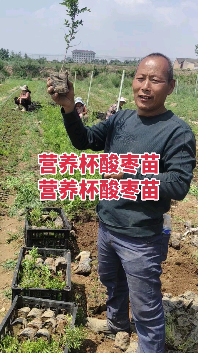 酸枣苗，营养杯酸枣苗，双仁酸枣苗