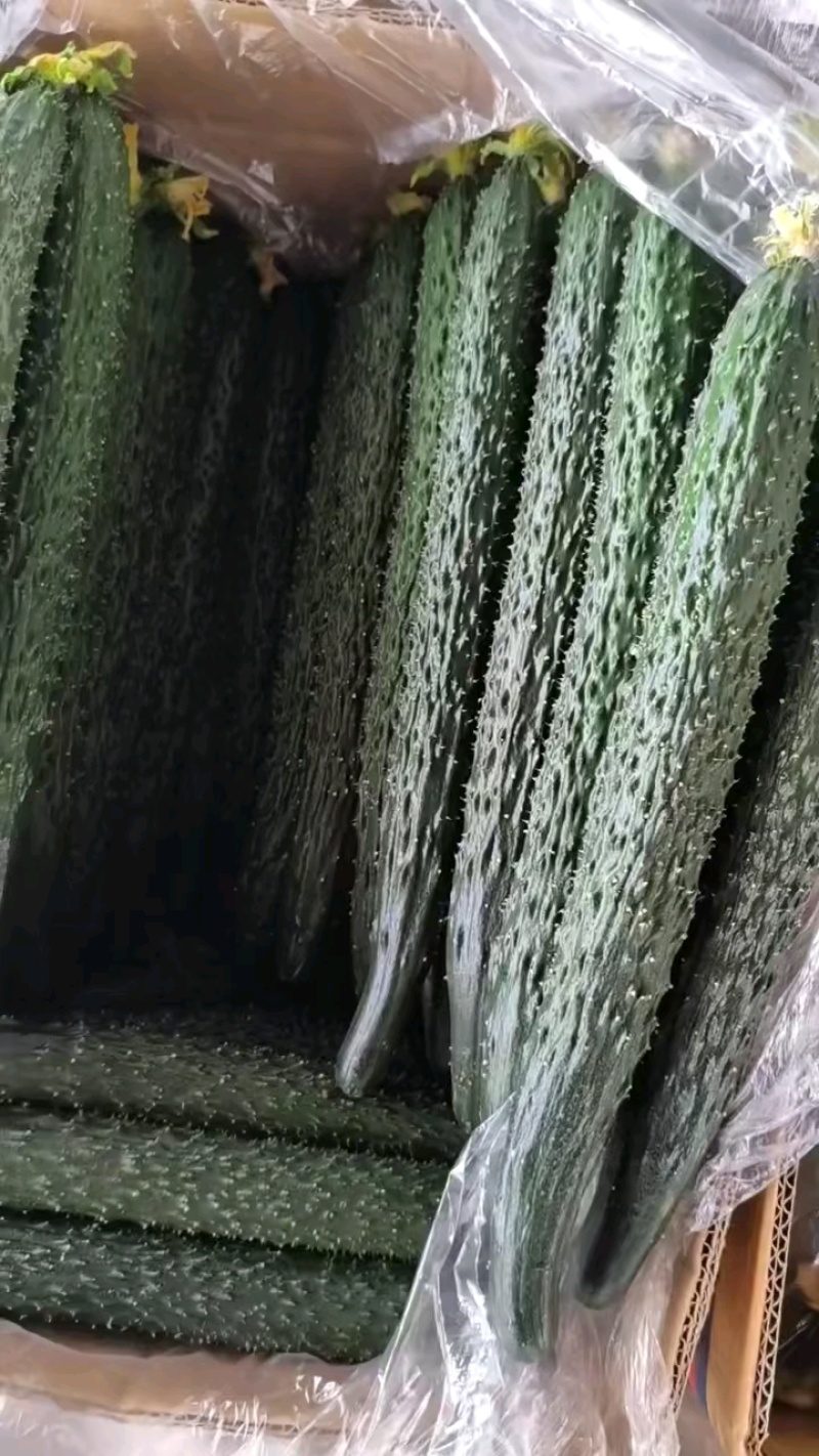 精品黄瓜基地直发，量大。欢迎全国各地的友人前来选购