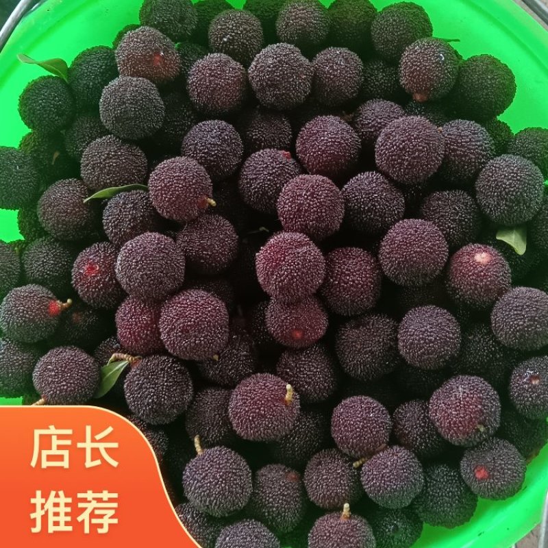 云南高原杨梅大量上市酸甜口感石屏杨梅欢迎各位老板购买