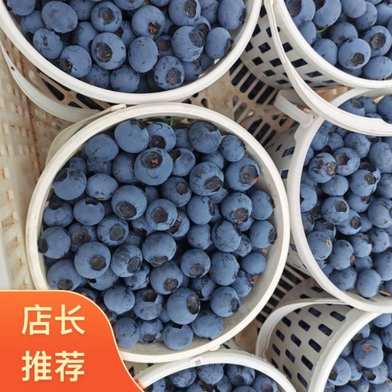 云南高原F6蓝莓云南红河石屏县露天大棚蓝莓通果可视频看货