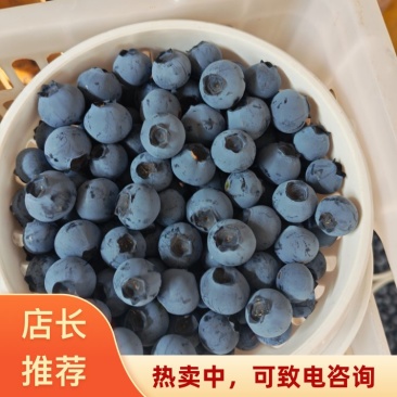 云南高原F6蓝莓云南红河石屏县露天大棚蓝莓通果可视频看货