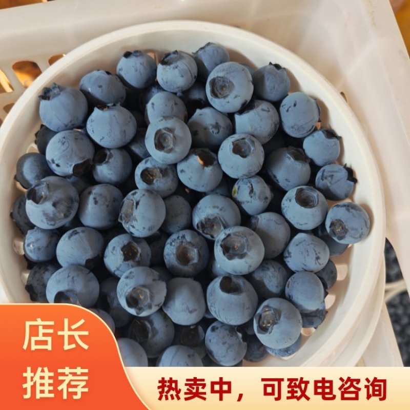 云南高原F6蓝莓云南红河石屏县露天大棚蓝莓通果可视频看货