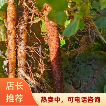 云南曲靖陆良县高海拔臭参二年龄臭参种植基地直发