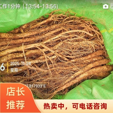 云南陆良高海拔臭参价格便宜药膳同补种植基地现货直发