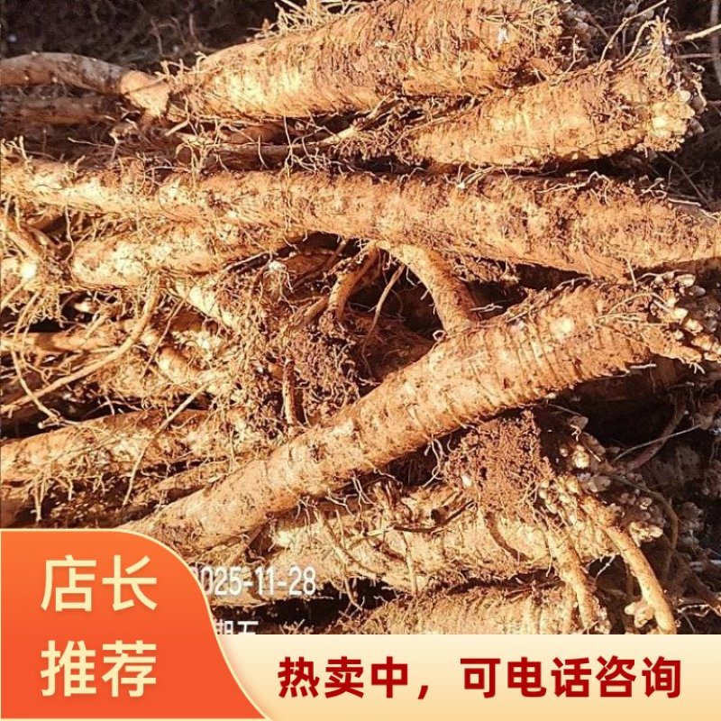云南陆良高原臭参优质中药材种植基地直发可视频看货