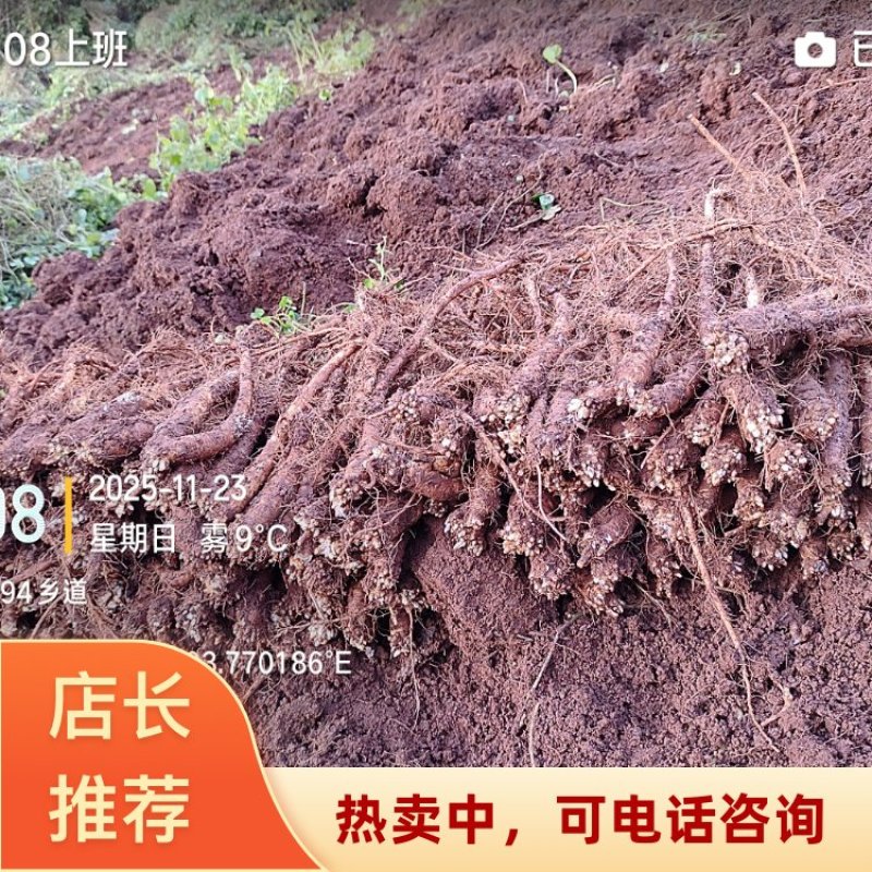 云南曲靖陆良县基地直供臭参通货价格很实惠自产自销