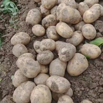 湖北黄心土豆价格美丽对接全国质量好走货快欢迎询价热卖全国